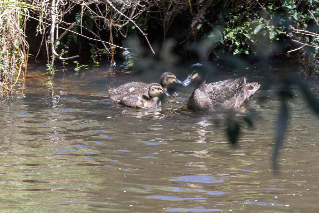 Heritage_Park-Black_Duck_with_ducklings-3483