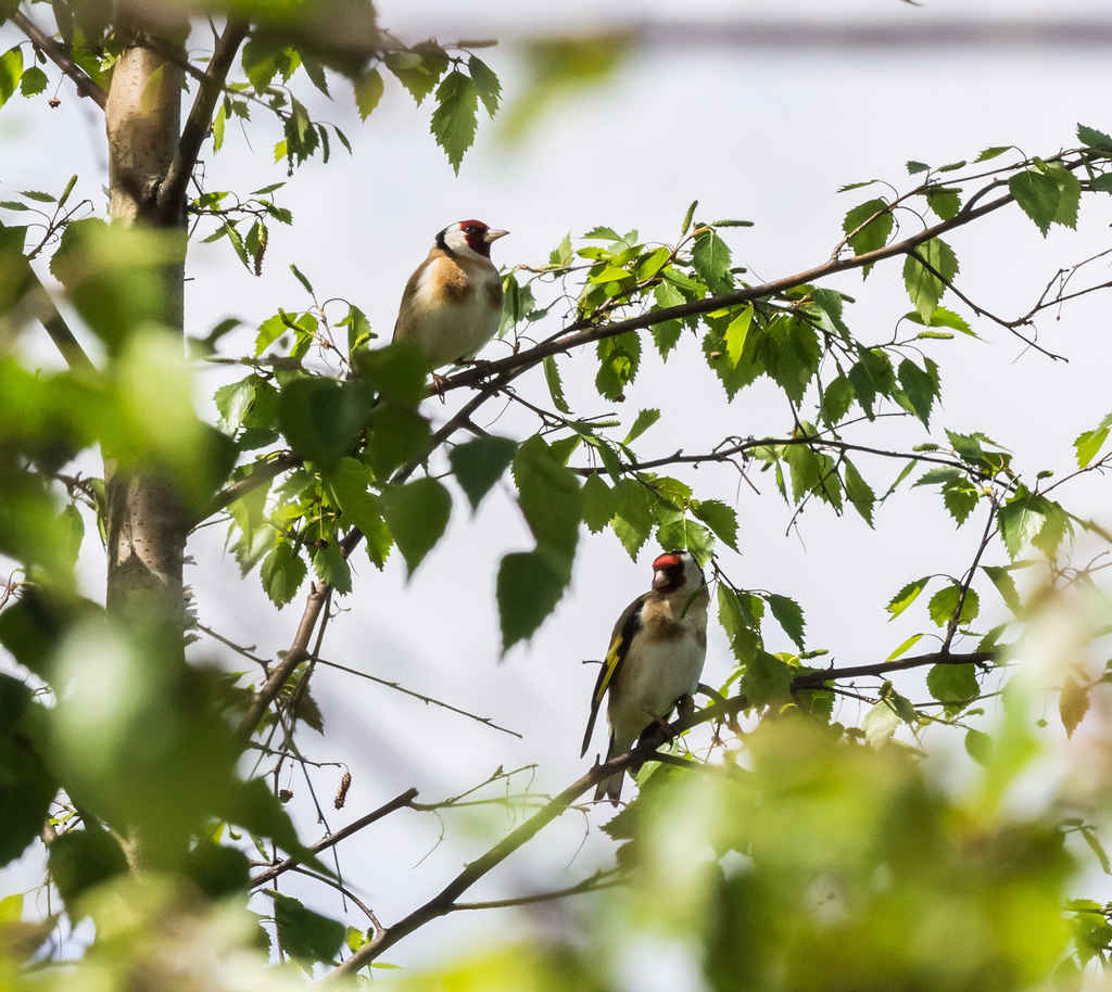 Heritage_Park-Goldfinch-3536