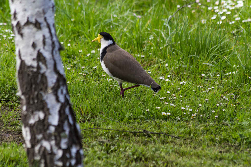 Heritage_Park-Plover-3363