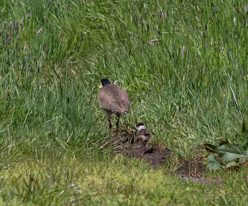 Heritage_Park-Plover_with_chick-3515